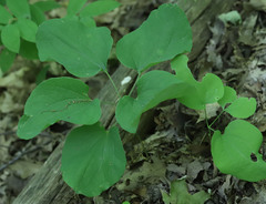 Smilax ecirrhata