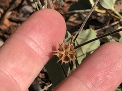 Abutilon oxycarpum incanum