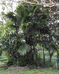 Pritchardia pacifica