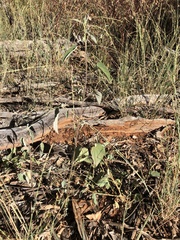 Abutilon oxycarpum incanum