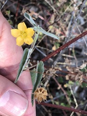 Abutilon oxycarpum incanum