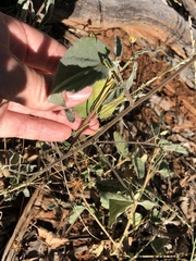 Abutilon oxycarpum incanum