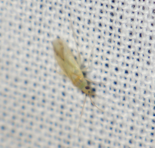 Icodema infuscatum