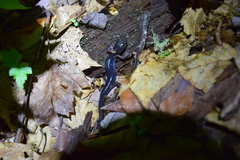 Plethodon shermani