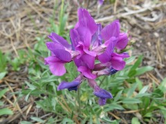 Oxytropis lambertii