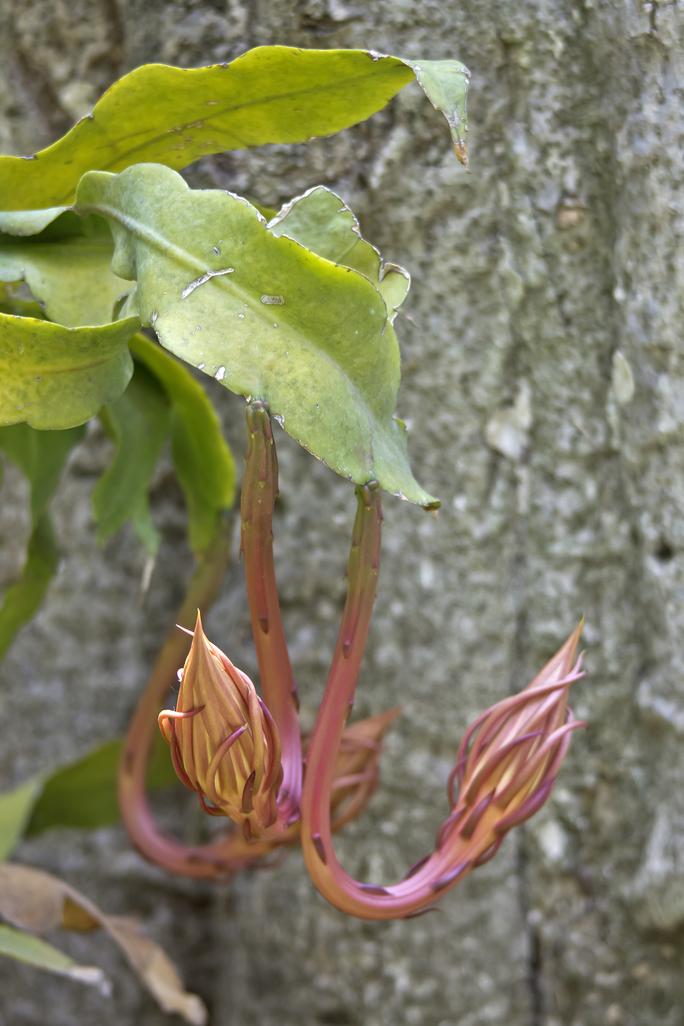Dama de Noche (Epiphyllum oxypetalum) · iNaturalist Panamá