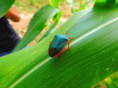 Edessa rufomarginata