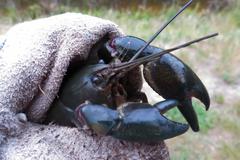 Cherax destructor
