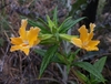 Southern Bush Monkeyflower - Photo (c) David Greenberger, some rights reserved (CC BY-NC-ND), uploaded by David Greenberger