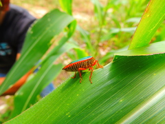 Edessa rufomarginata