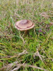 Panaeolus cinctulus
