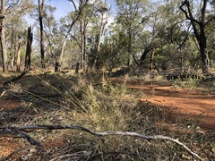 Aristida caput-medusae