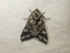 Mamestra configurata