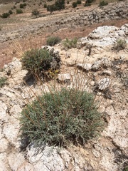 Hymenopappus filifolius cinereus