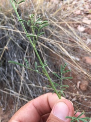 Dalea candida oligophylla