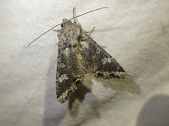 Mamestra configurata