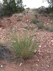 Dalea candida oligophylla