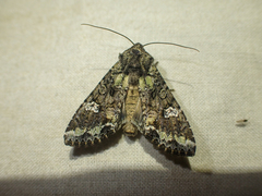 Mamestra configurata