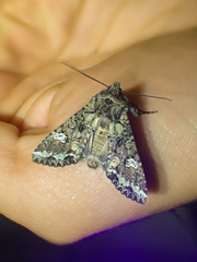 Mamestra configurata