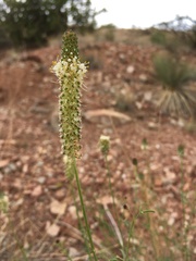 Dalea candida oligophylla