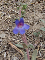 Penstemon humilis