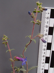 Penstemon humilis