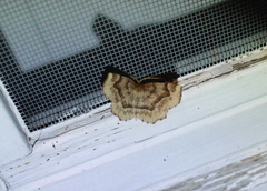 Metarranthis indeclinata