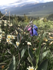 Mertensia paniculata paniculata