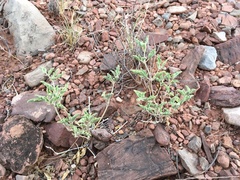 Acleisanthes diffusa