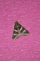 Melipotis perpendicularis