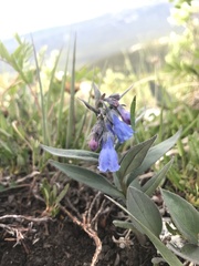 Mertensia paniculata paniculata