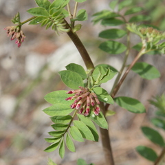 Hosackia crassifolia crassifolia