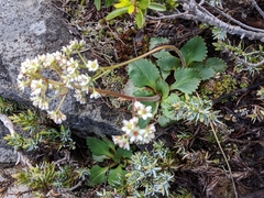 Micranthes occidentalis