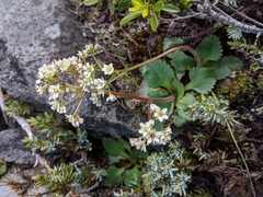 Micranthes occidentalis