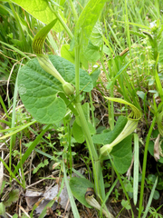Aristolochia pallida