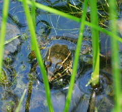 Lithobates yavapaiensis