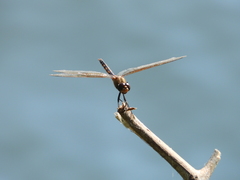 Brachymesia