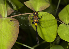 Leucorrhinia proxima