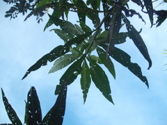 Psylliodes brettinghami