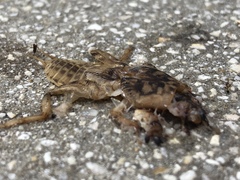 Neoscapteriscus abbreviatus