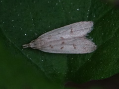 Dichomeris punctidiscellus