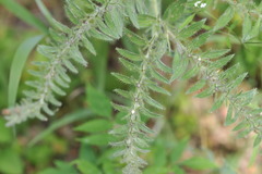 Lithospermum bejariense