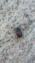 Paracotalpa
