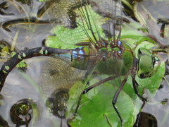 Anax gibbosulus