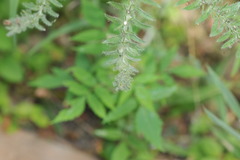 Lithospermum bejariense