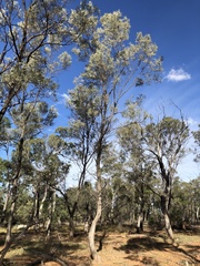 Acacia aneura