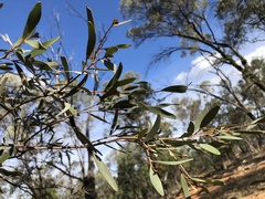 Acacia aneura