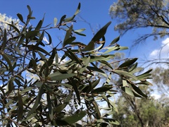 Acacia aneura