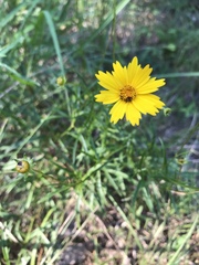 Coreopsis grandiflora inclinata