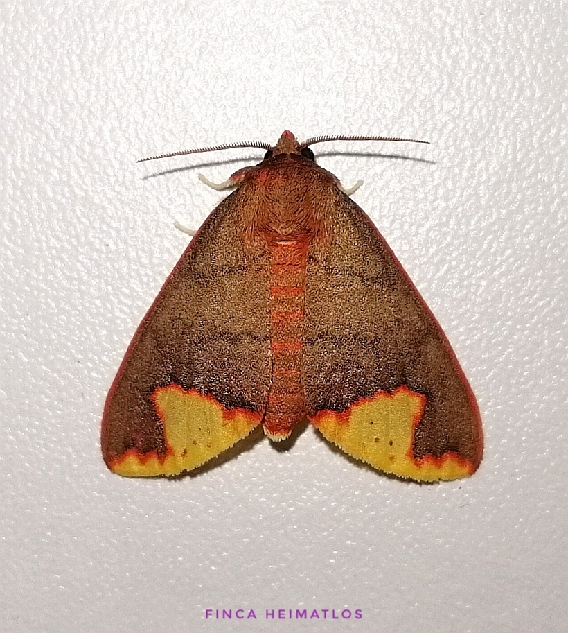 Pseudepimolis incisa